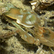 snapping shrimp