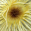 peacock anemone