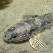 goby