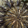 sea urchin