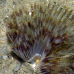 fanworm