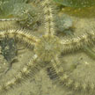 brittlestar