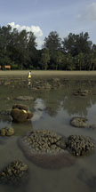 view of corals in the lagoon