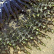 sea anemone