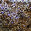 hard coral