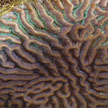 hard coral