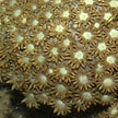 hard coral