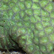 hard coral