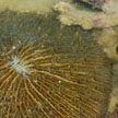 mushroom coral