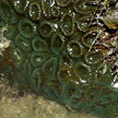 hard coral