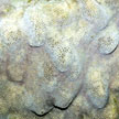 hard coral