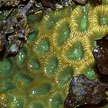 hard coral