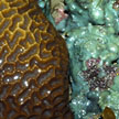 hard coral