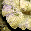 hard coral