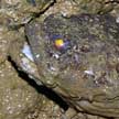 Toadfish