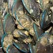 Green mussels