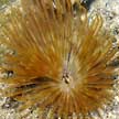 fanworm