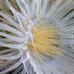 peacock anemone