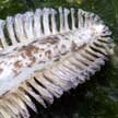 common sea pen