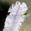 sea pen