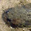 Toadfish