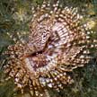 Fanworm