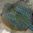 Blue-spotted stingray