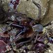 Marine spider with dinner