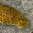 sea cucumber