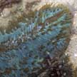 mushroom coral