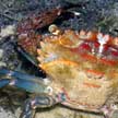 swimming crab