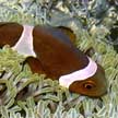 anemonefish