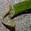 seagrass flower