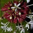 burst of flowers like fireworks!