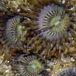 colonial anemones