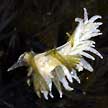 tiny nudibranch