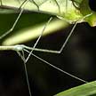 stick insect