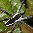 fishing spider