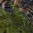 spider web