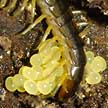 centipede guarding her eggs