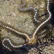 brittle star