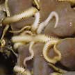 brittle stars in a sponge