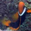 tomato anemonefish